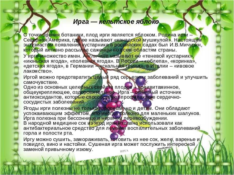 Польза и вред ирги для здоровья. ягода ирга: фото :: syl.ru