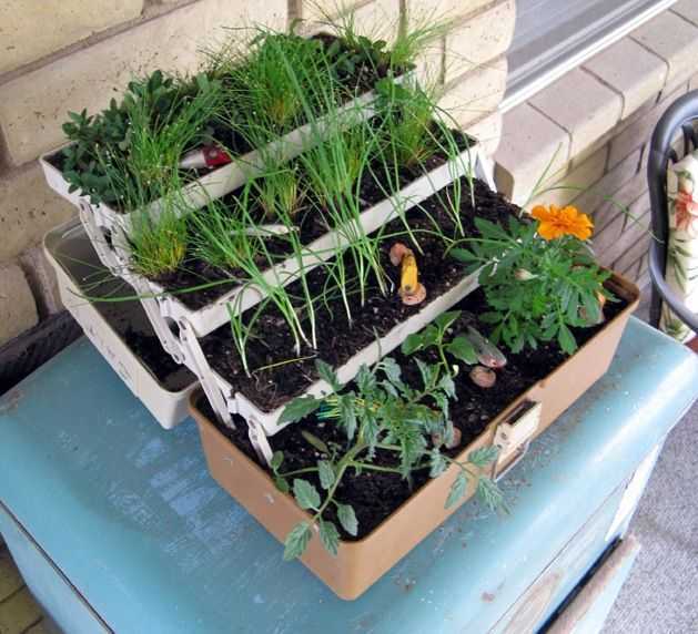 Как вырастить клубнику на балконе: способы выращивания, посадка и уход