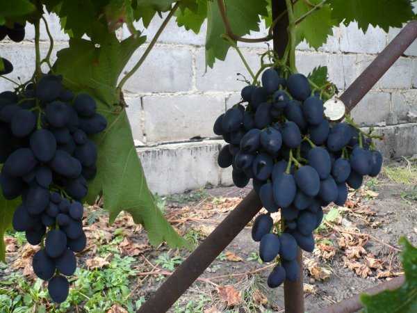 Виноград темно-синий надежда азос. основные свойства, агротехнические рекомендации