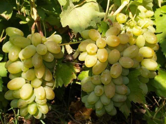 Виноград "тимур": описание сорта, фото, отзывы