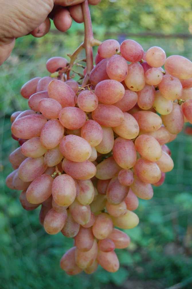 Сорт винограда преображение — описание и сроки созревания