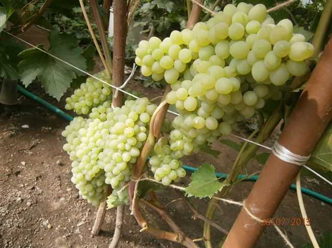 Всеми любимый виноград — кишмиш 342 - сорта винограда, столовые | описание, советы, отзывы, фото и видео