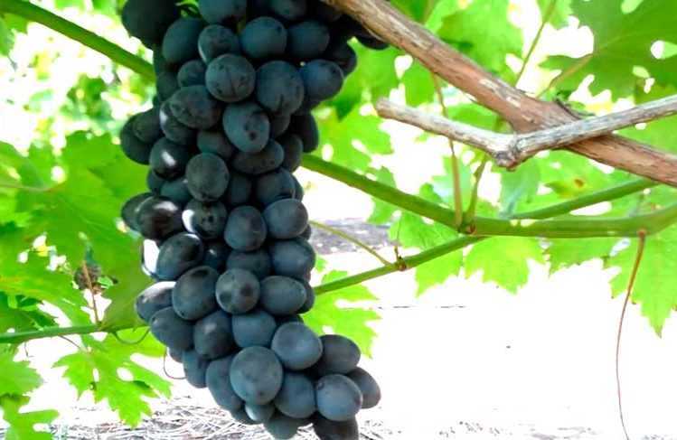 Виноград чарли: фото, описание сорта