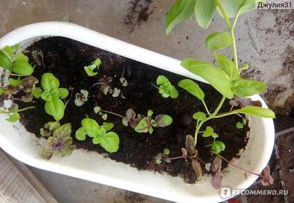 Базилик: выращивание из семян в открытом грунте, рассада на подоконнике, фото