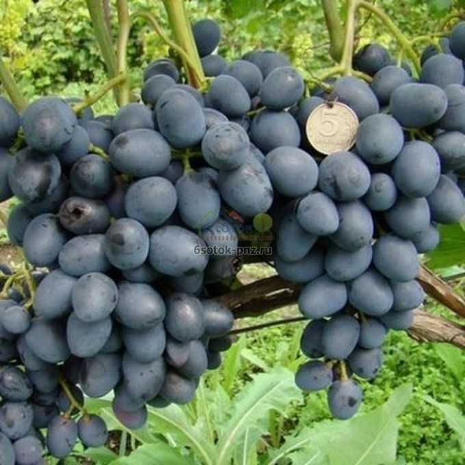 Подробное описание виноградного сорта чарли, особенности ухода и посадки винограда