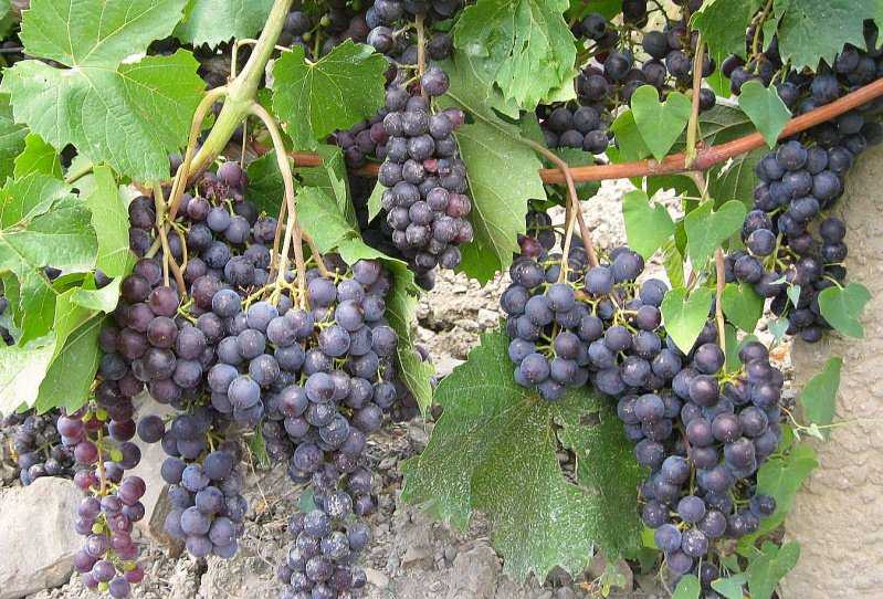 Неприхотливый гибрид с отличным послевкусием — виноград «восторг мускатный»