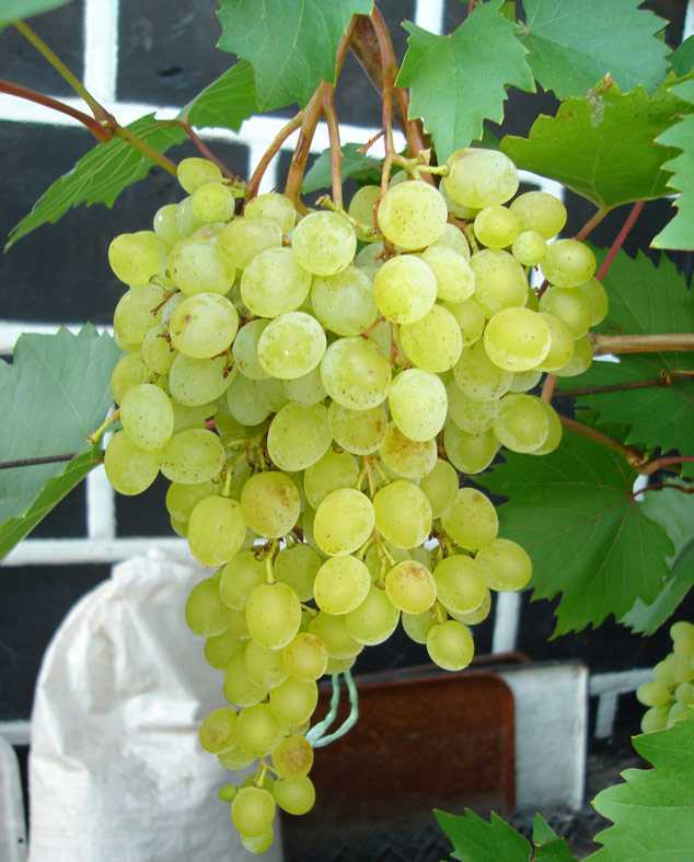 Виноград русбол - описание и особенности ухода, фото и отзывы садоводов