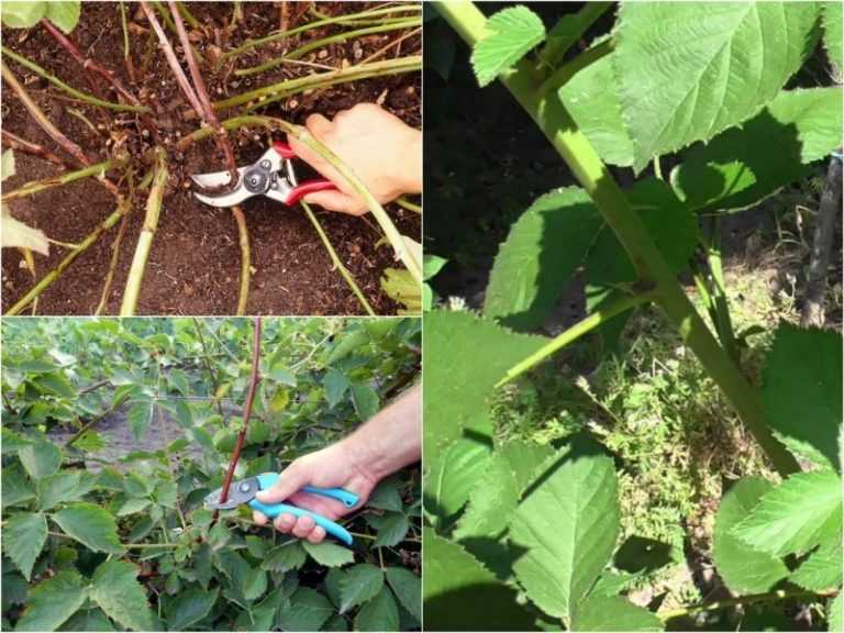 Cадовая ежевика - полезные советы по выращиванию ягоды на участке