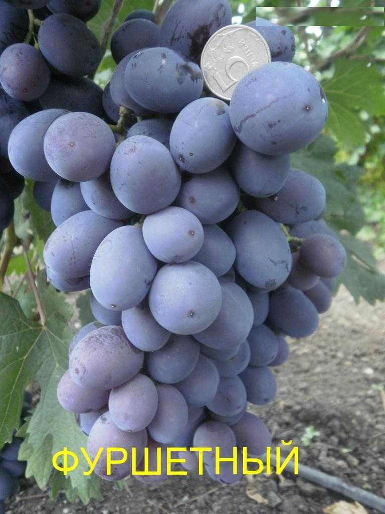 Описание и характеристики сорта винограда фуршетный, размножение и особенности выращивания