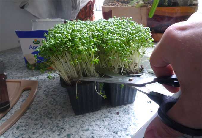 Как вырастить кресс салат на подоконнике?