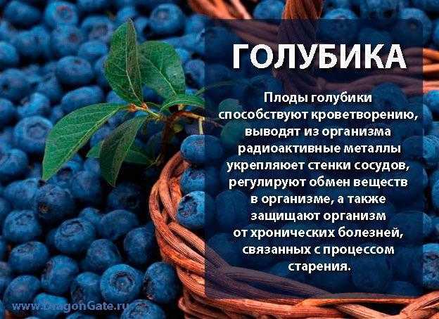 Голубика ягода. описание, особенности, полезные свойства и выращивание голубики | сад и огород.ру