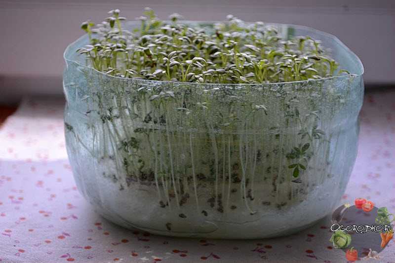 Выращивание салата на подоконнике в домашних условиях