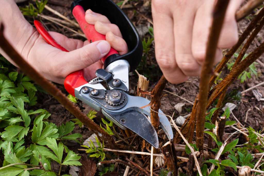 Подготовка малины осенью: как очистить малину от отходов, мульчирование почвы и пригибание стеблей.