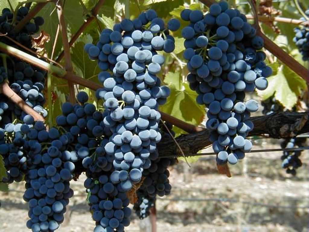 Виноград «кристалл» — идеален для игристого вина