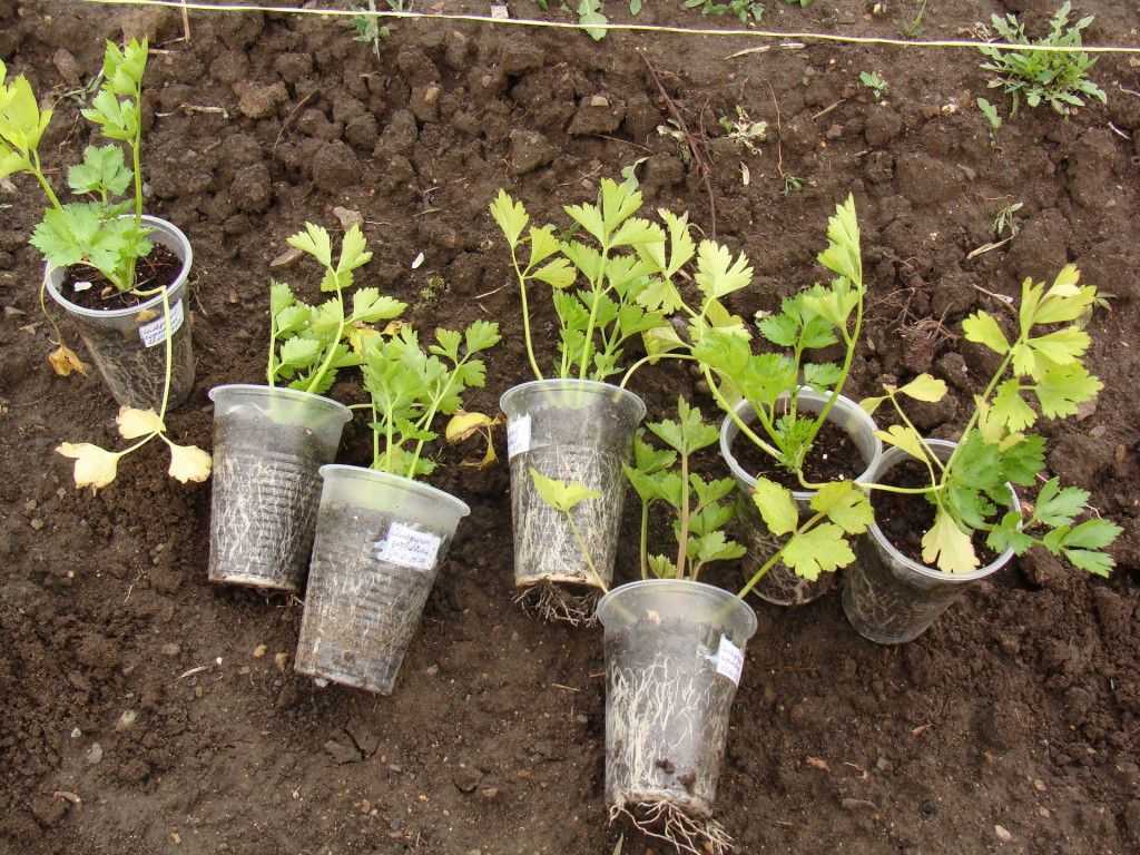 Агротехника и секреты выращивания и ухода за корневым сельдереем в открытом грунте и домашних условиях