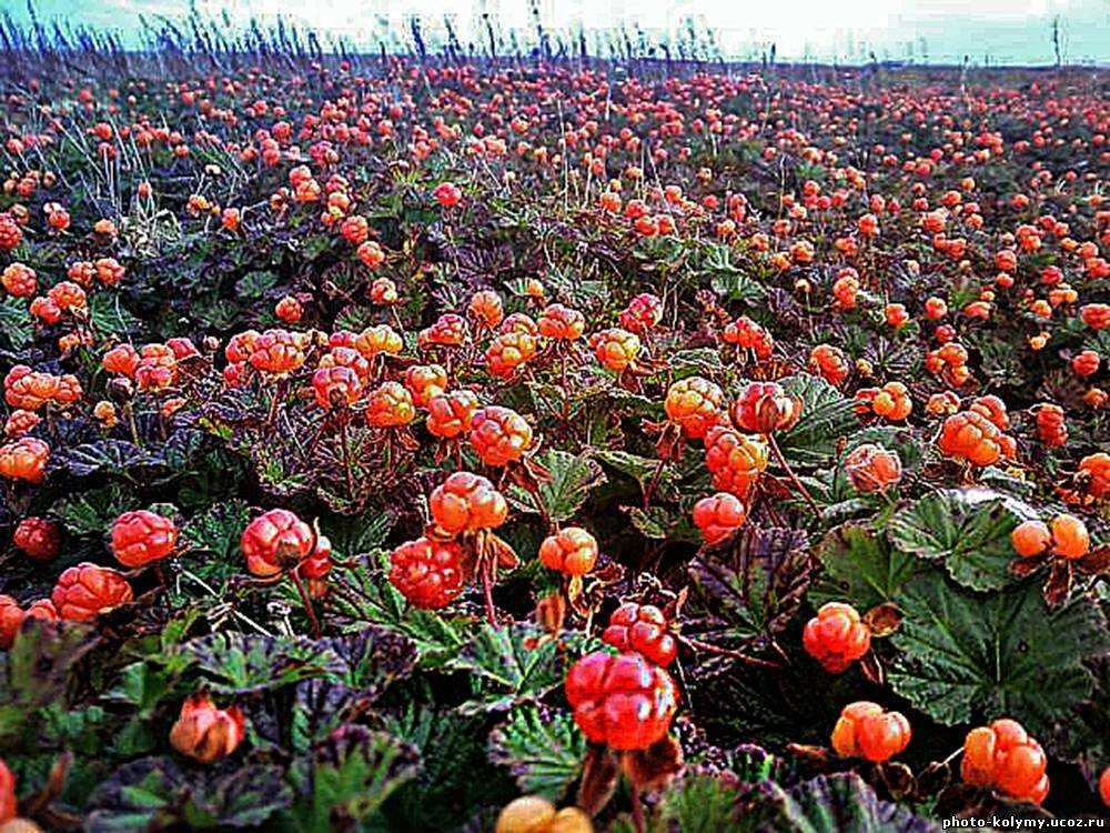 Где растет морошка в какой природной зоне в каких областях россии сроки созревания и места сбора ягоды - скороспел