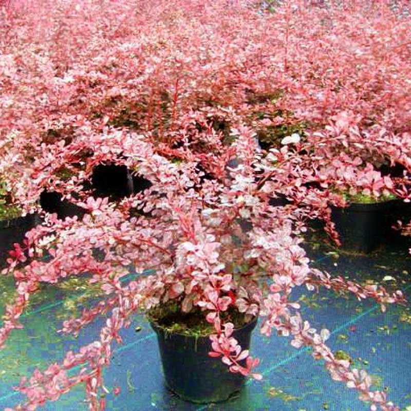Томат розовый фламинго: описание и характеристика сорта, особенности выращивания, отзывы, фото