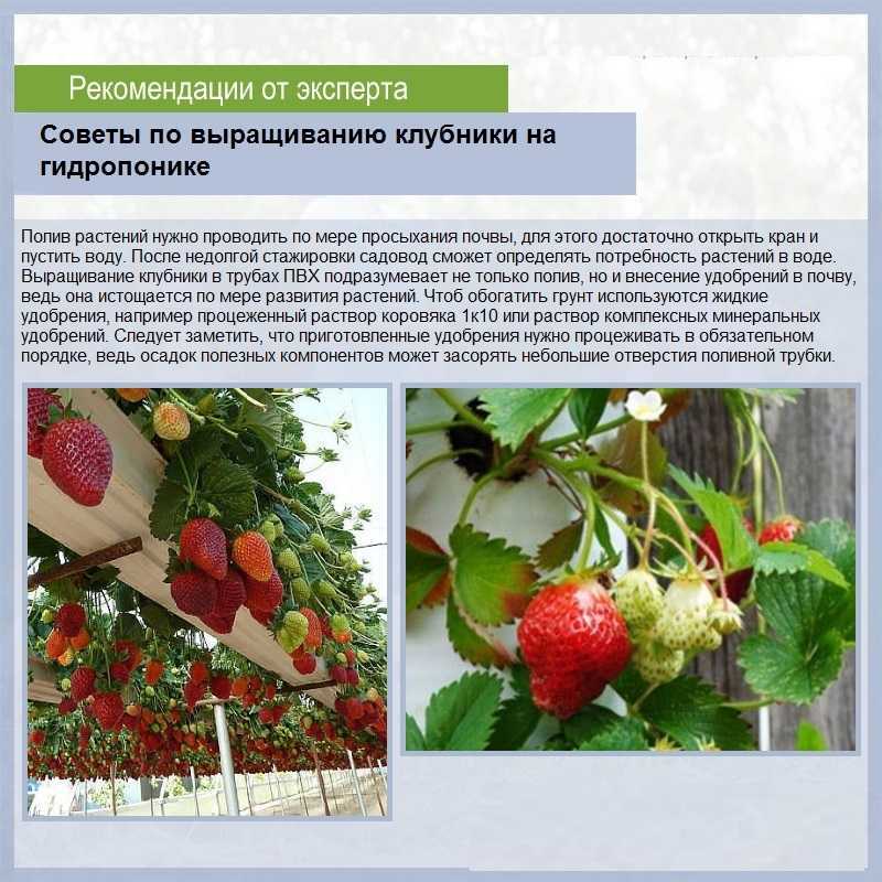 Клубника холидей: описание и характеристики сорта, правила выращивания, способы размножения