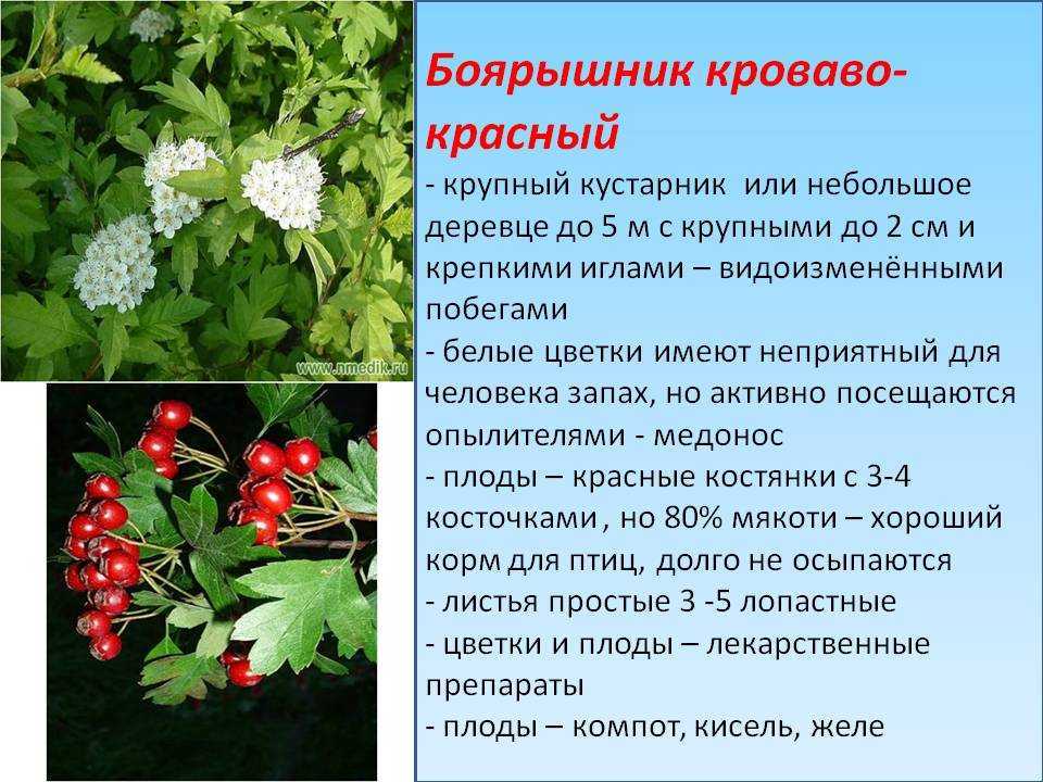 Боярышника цветки и плоды - зао фп мелиген