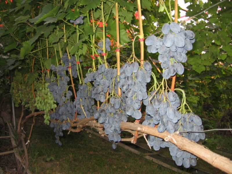 Выращивание винограда «фуршетный»: описание. достоинства и недостатки винограда «фуршетный», особенности сорта
