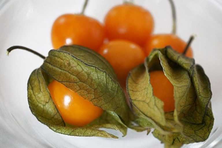 Физалис ягодный, в том числе земляничный: описание, выращивание и уход, фото, отзывы