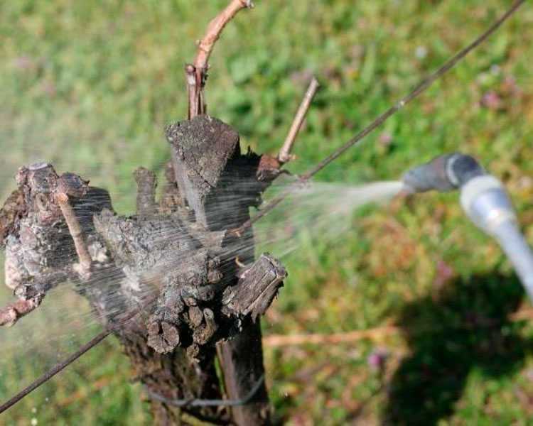 Чем, когда и как обрабатывать виноград осенью перед укрытием на зиму