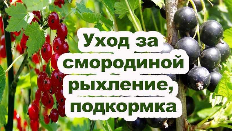 Смородина красная натали: описание сорта, характеристика, отзывы, выращивание. размножение кустарника, обрезка, подкормка