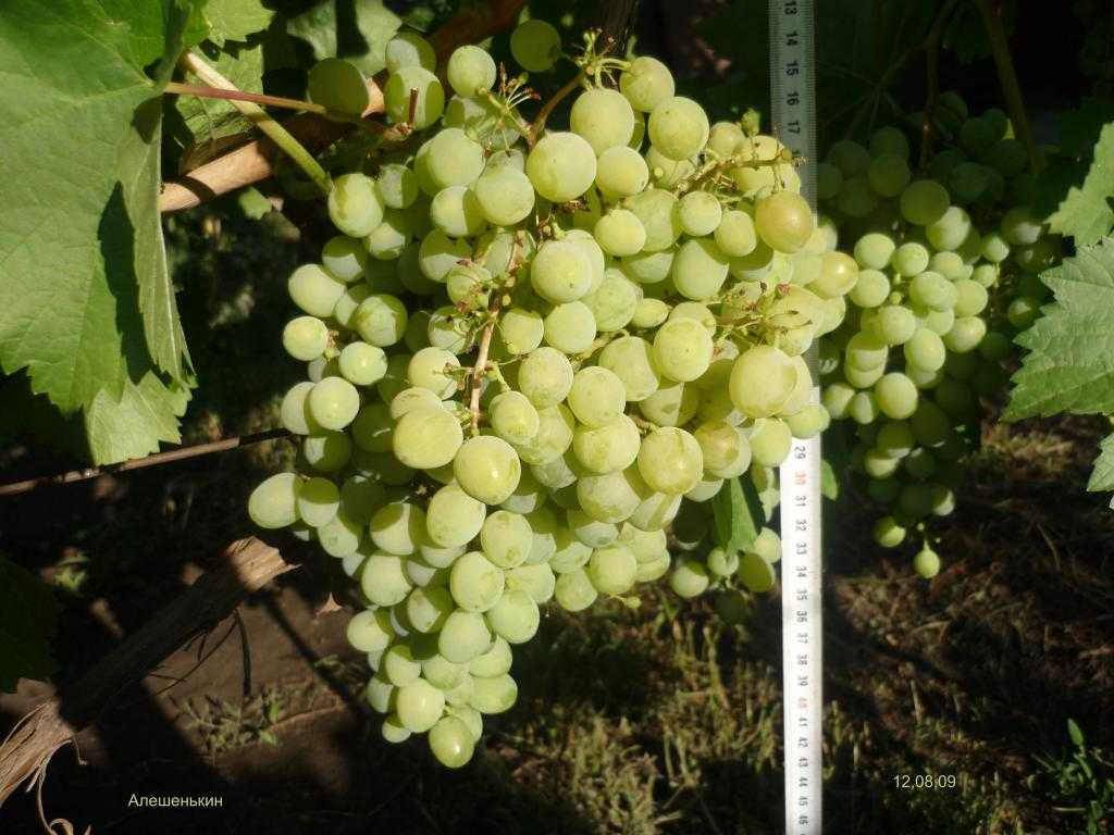 Виноград алешенькин: описание сорта, фото, отзывы, выращивание и уход