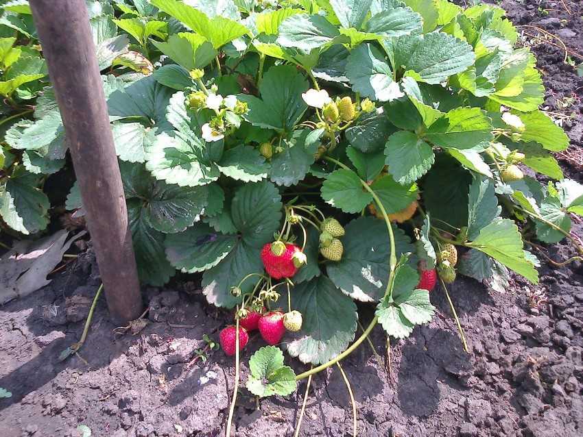 Урожай на балконе: выращиваем вкусную клубнику