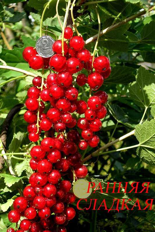 Сорт смородины красной красная ранняя, описание сорта с характеристикой и отзывами, а также особенности посадки и выращивания