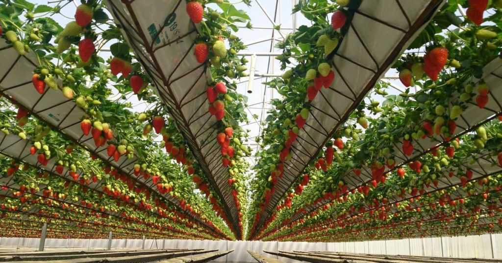 Голландская клубника: отзывы о чудо ягоднице и выращивание в домашних условиях