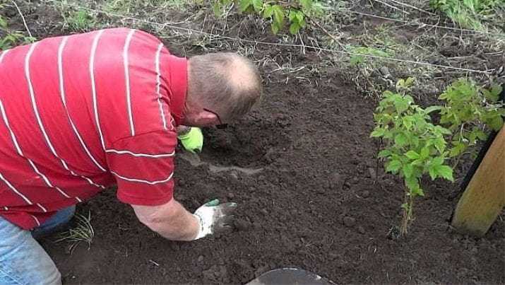 Когда сажать малину осенью (пошаговая инструкция как правильно посадить саженцы)