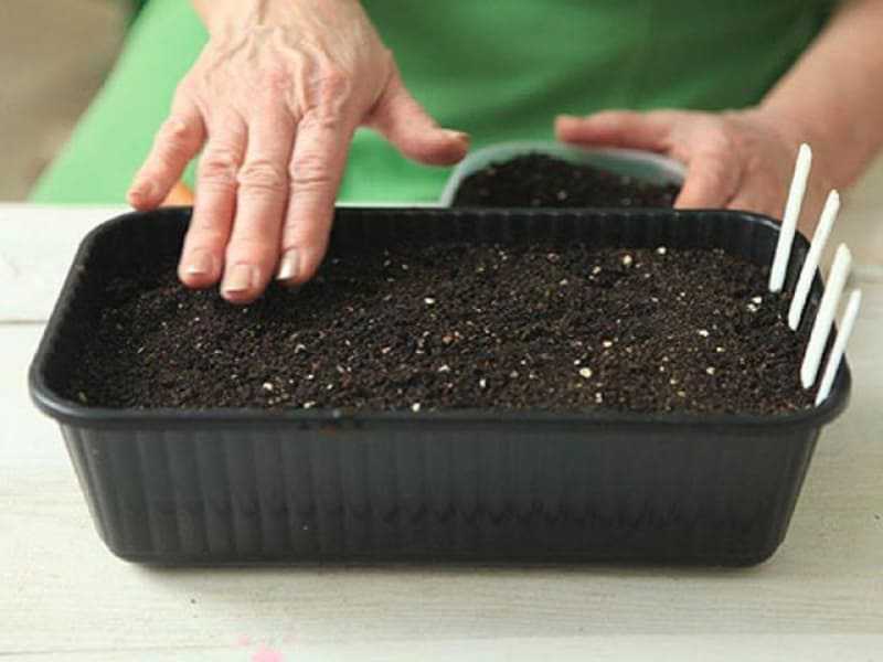 Выращивание кинзы и уход в открытом грунте