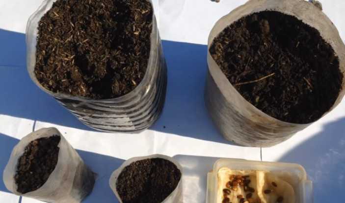 Как вырастить арбузы на урале и в сибири: выращивание рассады, посадка и уход в открытом грунте