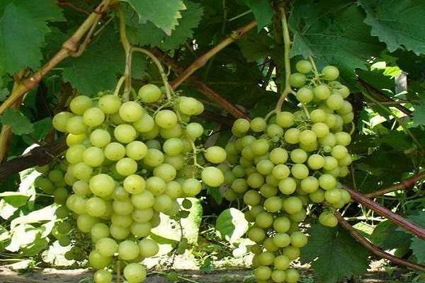 Виноград тукай - описание столового сорта винограда, особенности, фото и отзывы