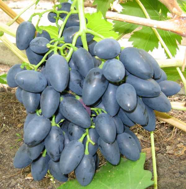 Виноград надежда азос: выращивание, отзывы, описание сорта