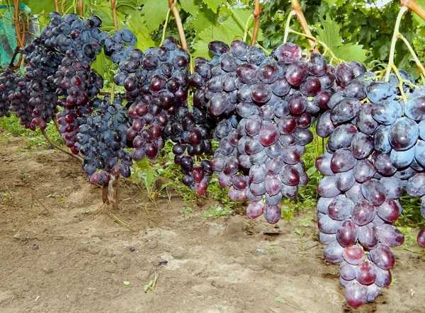 Виноград фурор - мир винограда - сайт для виноградарей и виноделов