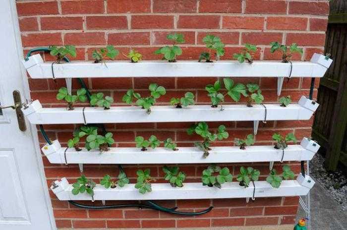 Способы выращивания клубники. как вырастить ягоды на малой площади! | огородники