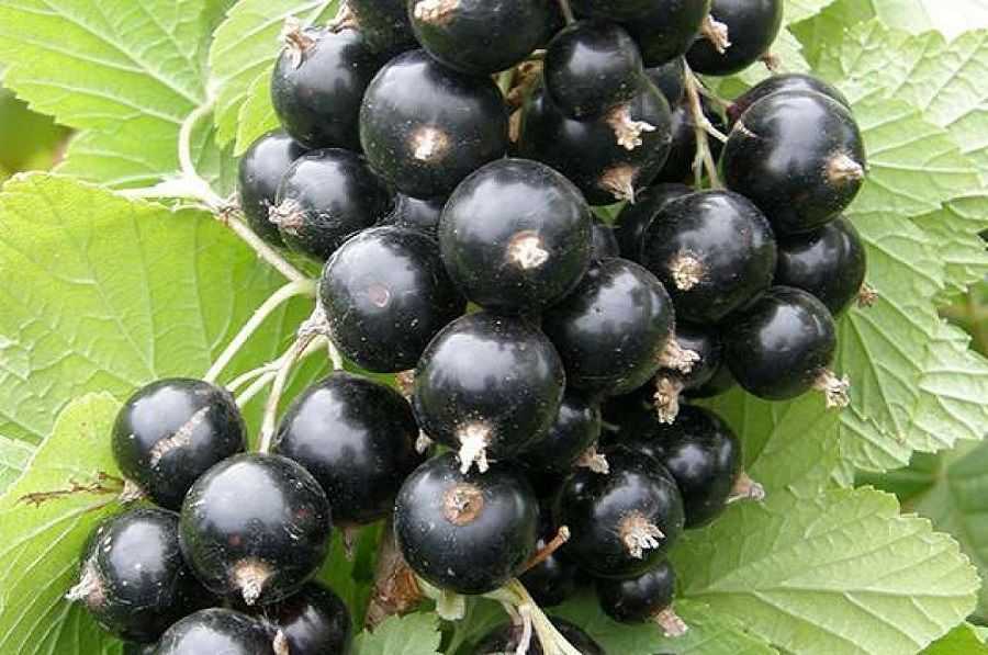 Смородина гулливер: описание сорта черной смородины, выращивание - посадка и уход