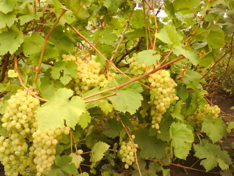 Сорт винограда алешенькин. описание, фото, отзывы