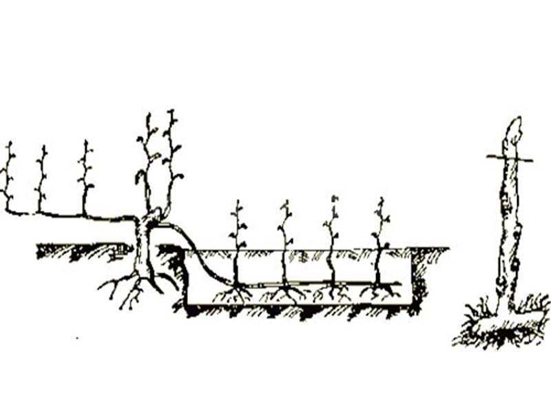 Посадка винограда осенью саженцами и черенками в средней полосе и других регионах