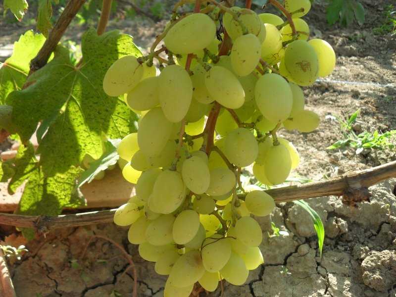 Сорт винограда «преображение», описание, фото, видео