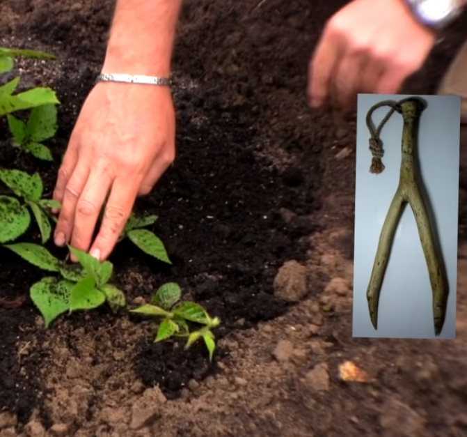 Как посадить и вырастить ревень на своем участке?
