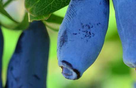 Жимолость золушка: выращиваем зимостойкий и неприхотливый сорт