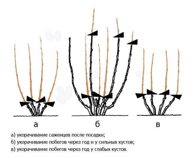 Обрезка и формирование куста чёрной смородины: особенности весенней и осенней обрезки