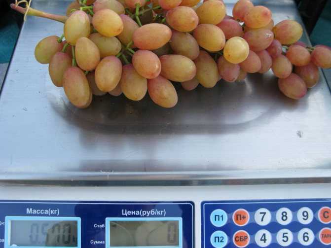 Виноград румба описание сорта фото отзывы видео. виноград румба: особенности сорта и условия для выращивания