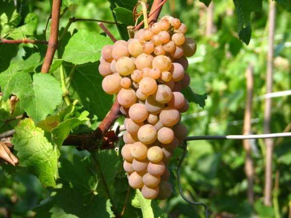 Виноград платовский: описание сорта и история, выращивание, сбор и хранение урожая
