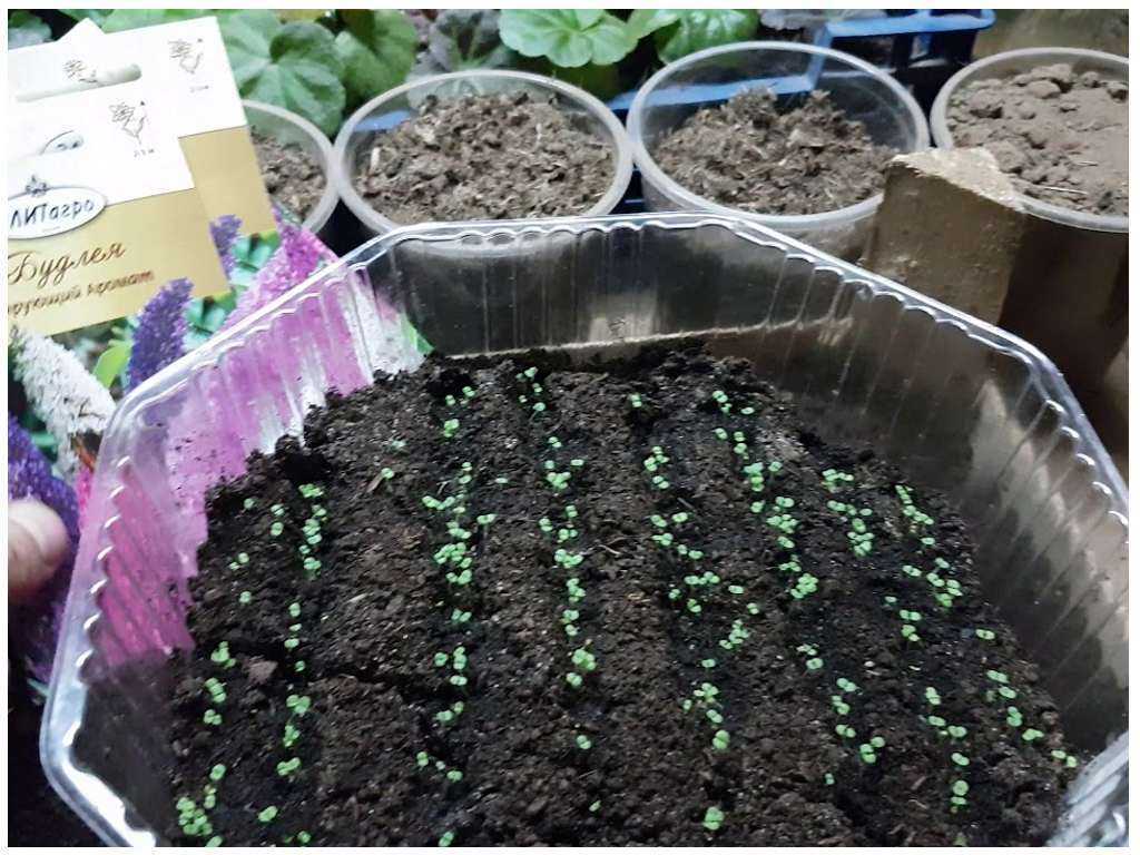 Выращивание розмарина на даче в подмосковье в открытом грунте: посадка, уход, способы размножения