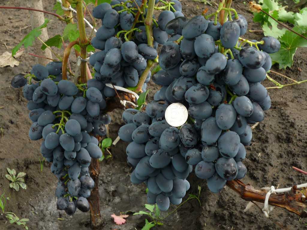 Виноград оригинал: разновидности. рекомендации по уходу за виноградом