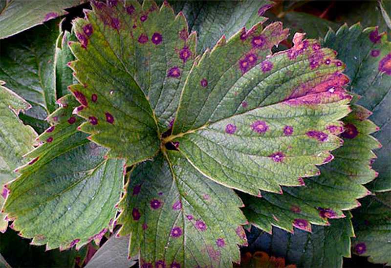 Пятна на листьях клубники: фото и чем лечить (народные средства и химия)